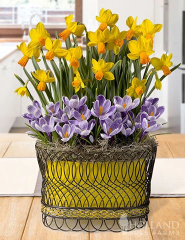 Menu Sunny Skies Potted Bulb Garden 3 Menu Sunny Skies Potted Bulb Garden