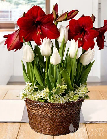 Menu Miraculous Moment Potted Bulb Garden 3 Menu Miraculous Moment Potted Bulb Garden