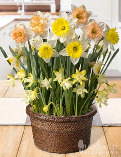 Menu Happy Times Potted Bulb Garden