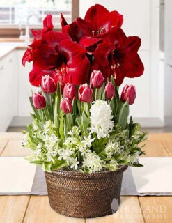 Menu Miraculous Gift Potted Bulb Garden