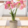 Menu Rosy Delight Amaryllis Potted Bulb Garden -Outlet Holland Bulb Farms Store MG1269 rosy delight amaryllis potted bulb garden 2