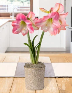 Menu Rosy Delight Amaryllis Potted Bulb Garden