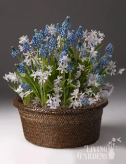 Menu Mystic Magic Potted Bulb Garden