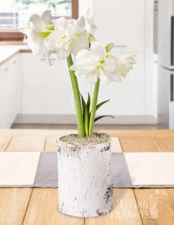 Menu White Magic Potted Bulb Garden