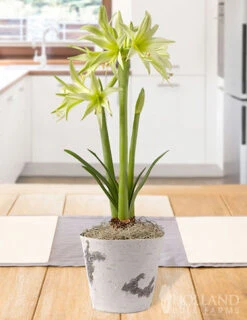 Menu Evergreen Spider Amaryllis Potted Bulb Garden