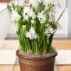 Menu Paperwhites Potted Bulb Garden