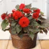 Menu Bursting Begonias Basket
