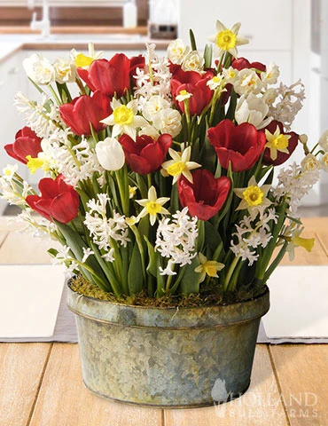 Menu Polka Dot Party Potted Bulb Garden 3 Menu Polka Dot Party Potted Bulb Garden