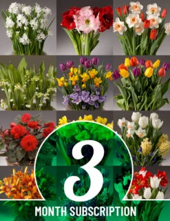 Menu 3 Month Potted Bulb Garden Subscription