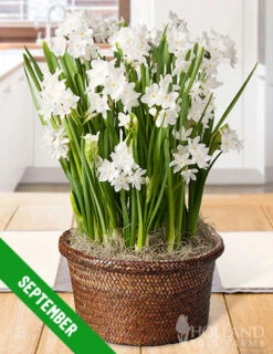 Menu 6 Month Potted Bulb Garden Subscription -Outlet Holland Bulb Farms Store fall 2019 subscription september 2