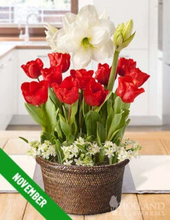 Menu 6 Month Potted Bulb Garden Subscription -Outlet Holland Bulb Farms Store fall 2023 subscription november 2