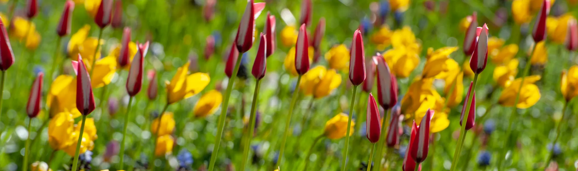 Outlet Holland Bulb Farms Store -Outlet Holland Bulb Farms Store hcg fall planted flower bulb collections cat banner desktop