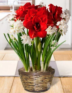 Menu Holiday Spirit Potted Bulb Garden