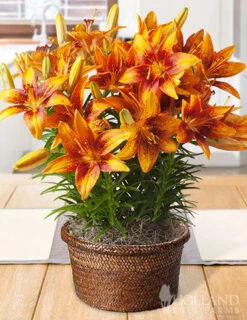 Menu Orange Star Potted Bulb Garden