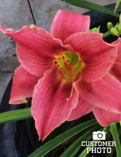 Menu Re-Blooming Daylily Collection -Outlet Holland Bulb Farms Store pink daylily 2018 06 20