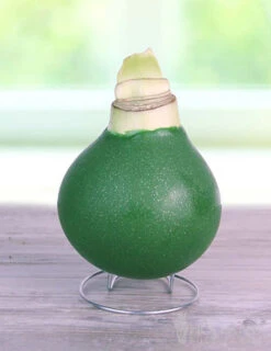 Outlet Holland Bulb Farms Store -Outlet Holland Bulb Farms Store sparkly green waxed amaryllis