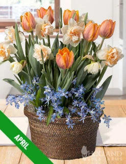Menu 12 Month Potted Bulb Garden Subscription -Outlet Holland Bulb Farms Store spring 2023 april subscription