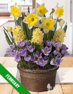 Menu 12 Month Potted Bulb Garden Subscription -Outlet Holland Bulb Farms Store spring 2023 february