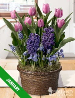 Menu 12 Month Potted Bulb Garden Subscription -Outlet Holland Bulb Farms Store spring 2023 january