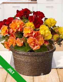 Menu 12 Month Potted Bulb Garden Subscription -Outlet Holland Bulb Farms Store spring 2023 july