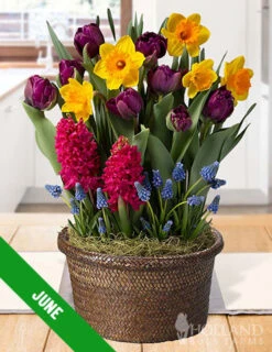 Menu 6 Month Potted Bulb Garden Subscription -Outlet Holland Bulb Farms Store spring 2023 june 2