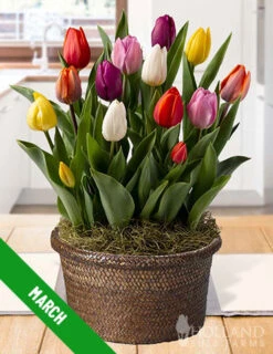 Menu 6 Month Potted Bulb Garden Subscription -Outlet Holland Bulb Farms Store spring 2023 march 2