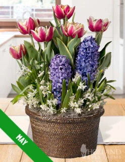 Menu 12 Month Potted Bulb Garden Subscription -Outlet Holland Bulb Farms Store spring 2023 may
