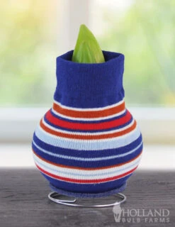 Menu Just For Fun Sweater Amaryllis Collection 15 Menu Just For Fun Sweater Amaryllis Collection -Outlet Holland Bulb Farms Store stripes 370 480 bulbs 370 480 bulbs logo 1